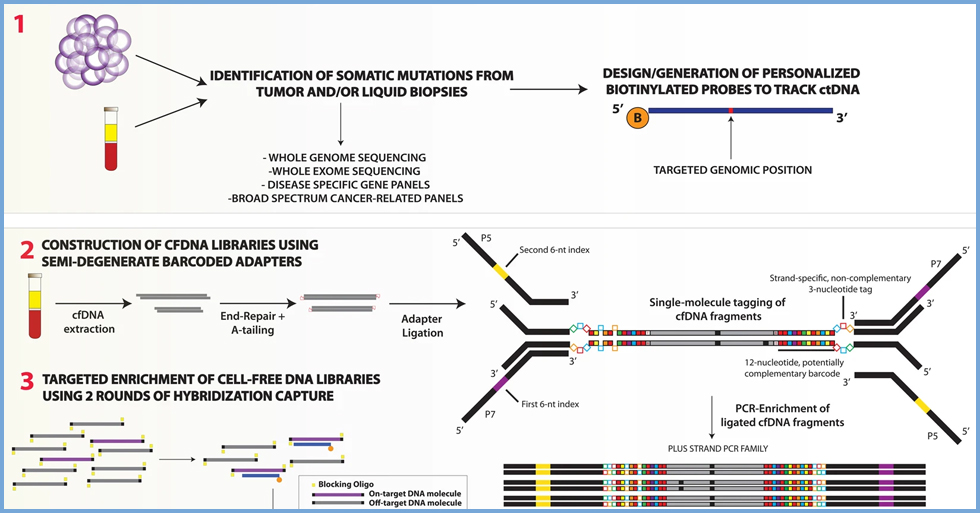 Targeted error-suppressed quantification of circulating tumor DNA using semi-degenerate barcoded adapters and biotinylated baits